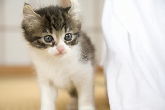 アメリカンカールの子猫