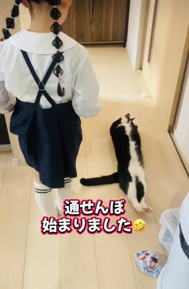 娘さんを通せんぼするハチワレ猫