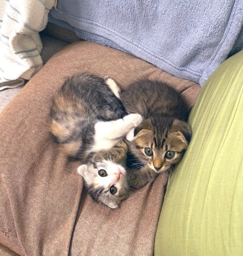 2匹の子猫