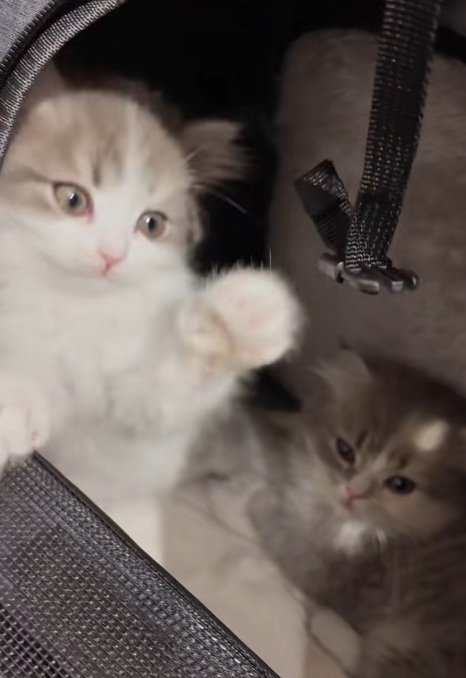 キャリーの中にいる2匹のミヌエットの子猫
