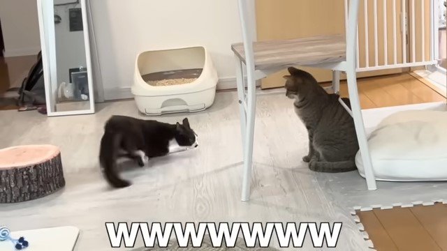 猫の前で身を低くする猫