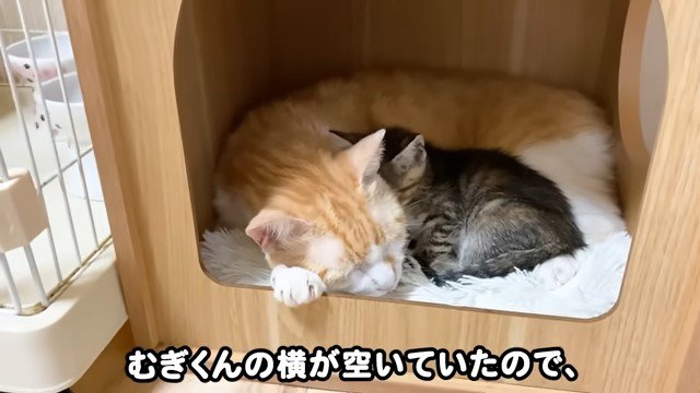 キャットハウスの中で寝る猫と寄り添う子猫