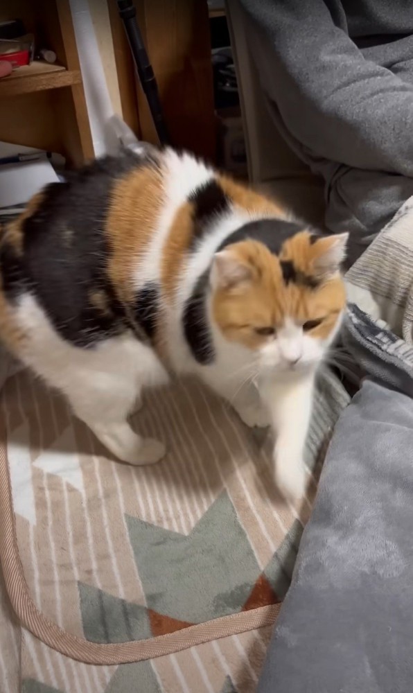 踵を返す猫