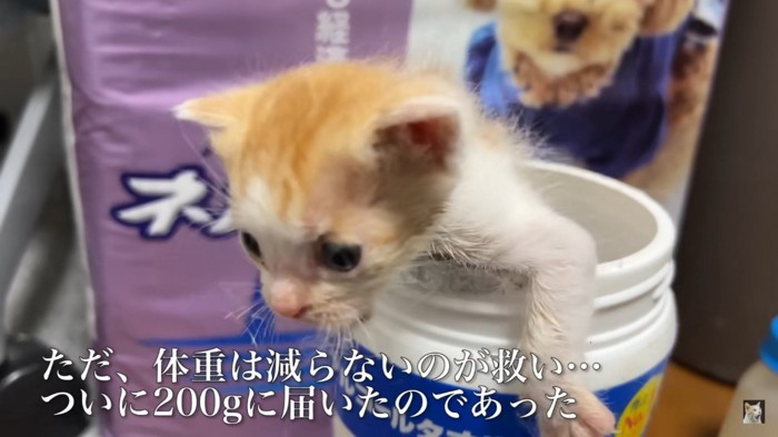 容器に入れられた猫