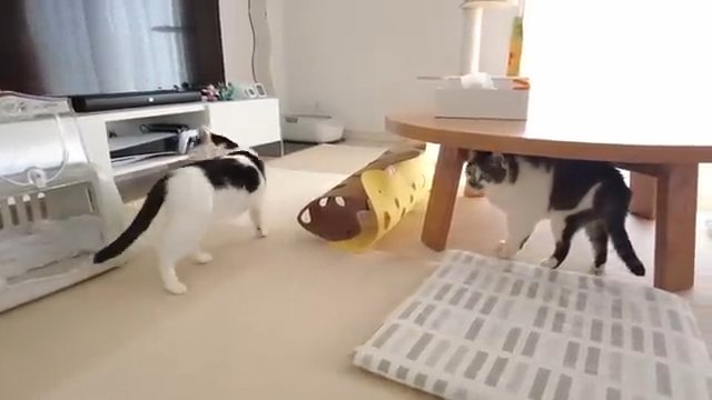 ケースから出た猫と机の下の猫