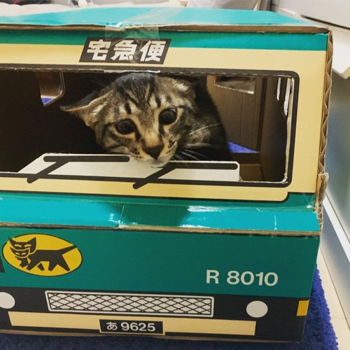 箱にいる猫