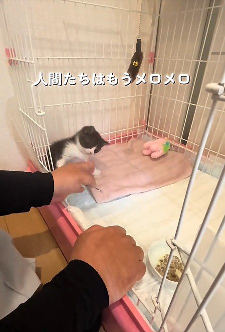 ケージの中の子猫
