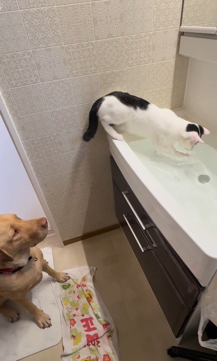 シンクで水遊びをする猫