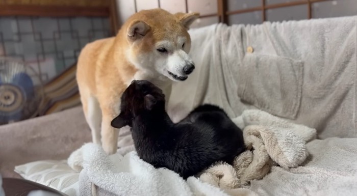 柴犬を舐める黒猫