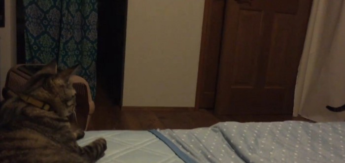 同居猫のしっぽを見つめる猫