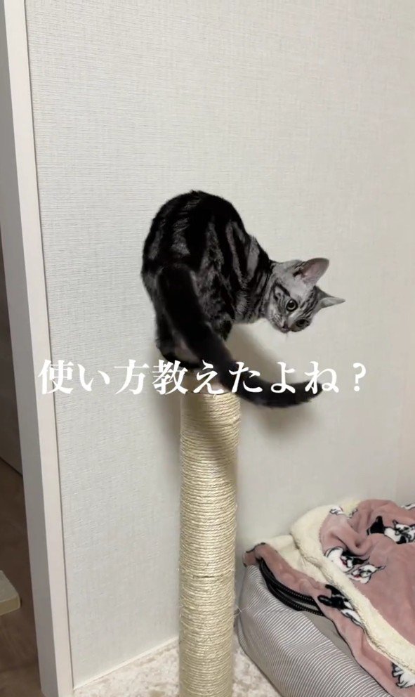 爪とぎにのるぺぺちゃん
