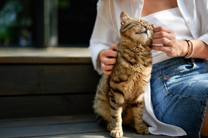 撫でられる猫