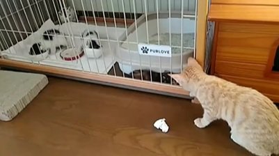 ケージの中にいる猫とそれを見ている猫