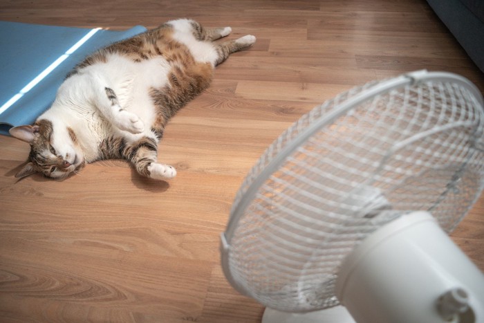 扇風機前に寝転がる猫