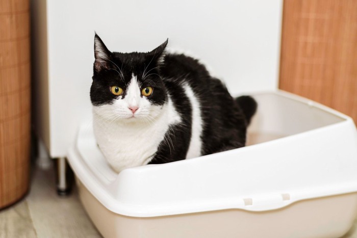 トイレ中の猫