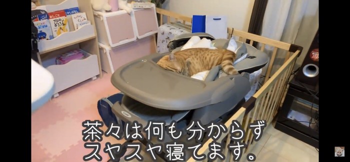 眠る猫