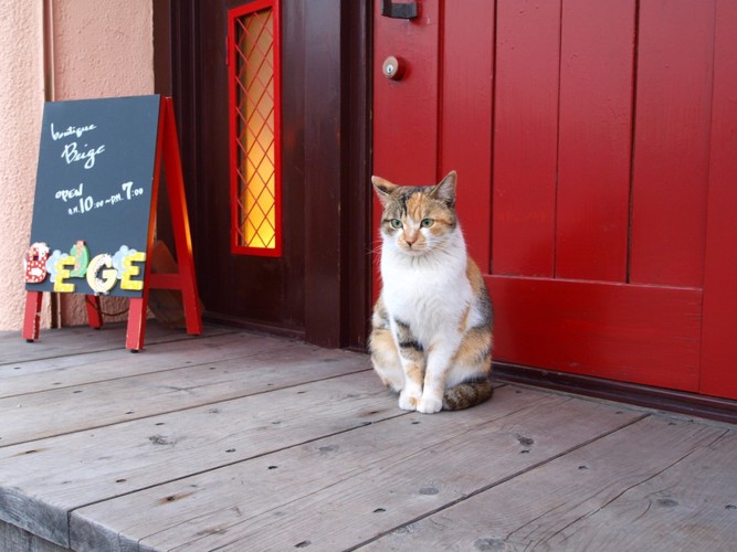 お店の前にいる猫