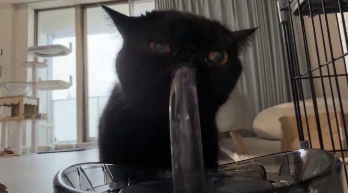 おいしそうに水を飲む黒猫