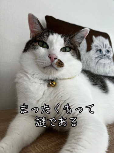 カメラ目線の猫の顔