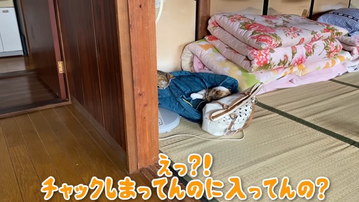 バッグの中に入って遊ぶ猫