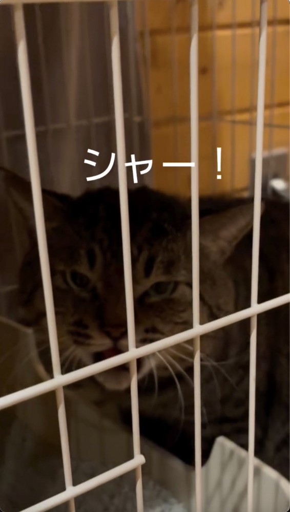 鋭い目つきでシャーをする猫