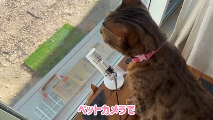 外を見るピンク色の首輪の猫