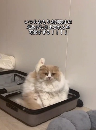 変な座り方の猫