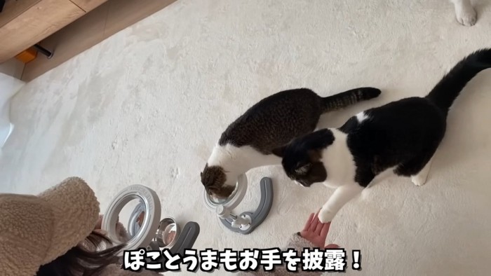 お手をする猫