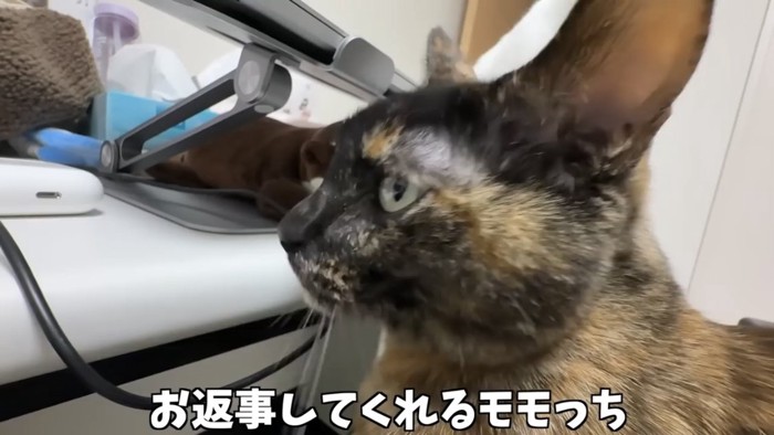 膝の上で甘える猫