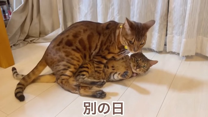 猫に乗る黄色い首輪の猫