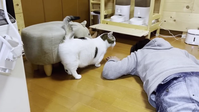 倒れた飼い主に近寄っていく猫