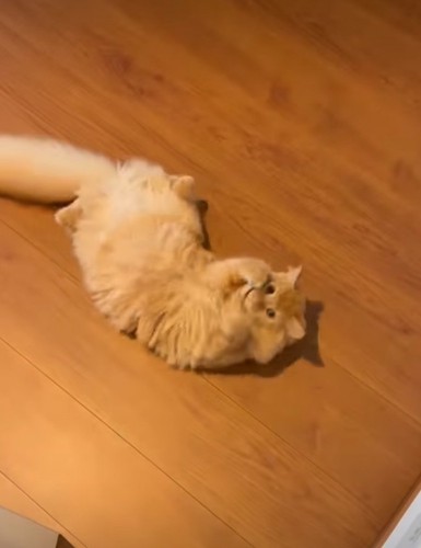 左右にクネクネ動く猫