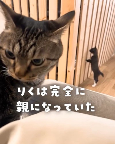 振り向く成猫と立っている子猫