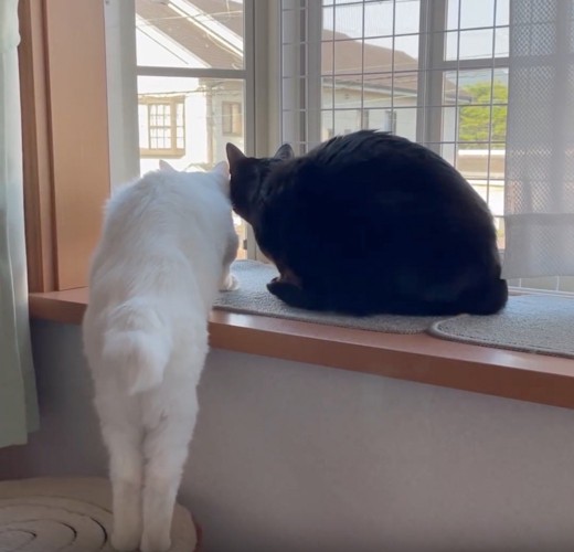 窓の外を覗く猫たち