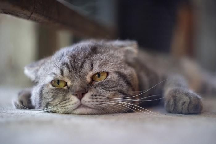 退屈そうな表情で床に伏せている猫