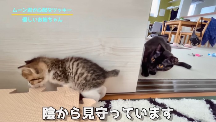 子猫を後ろから見ている成猫