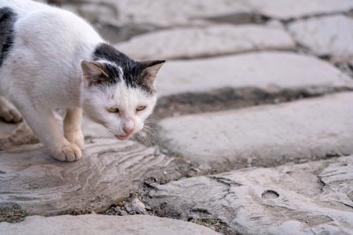 野良猫