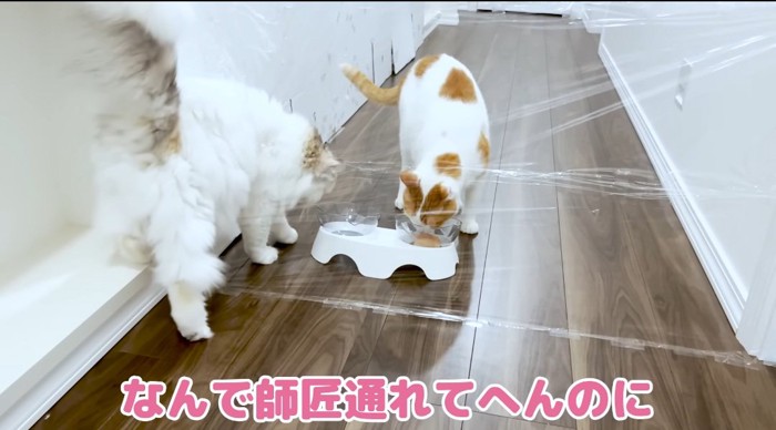 食べている猫