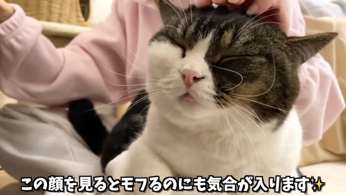 頭を撫でられる猫