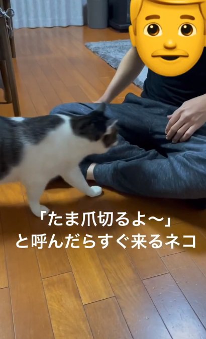 声を掛けるとやって来た猫