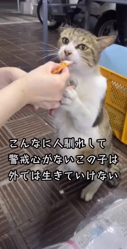 猫用おやつを食べる猫