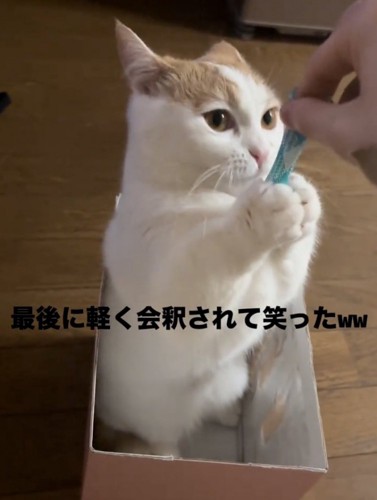 両前脚でおもちゃを包み込む