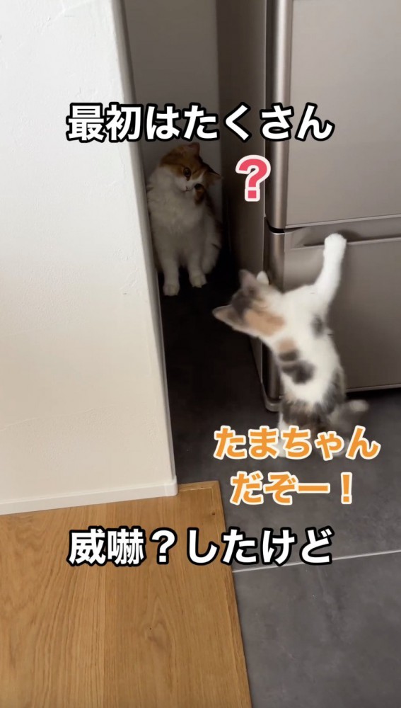 先住猫を威嚇する猫