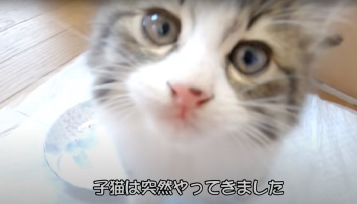 子猫のアップ