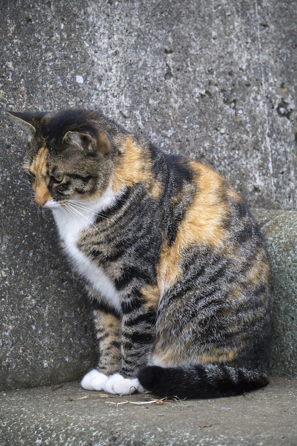 地面にエジプト座りする野良猫