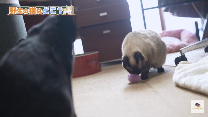 じゃれるシャム猫