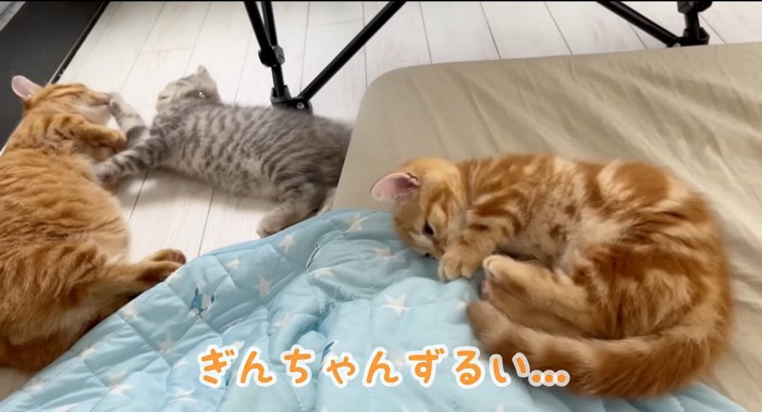 いじける猫