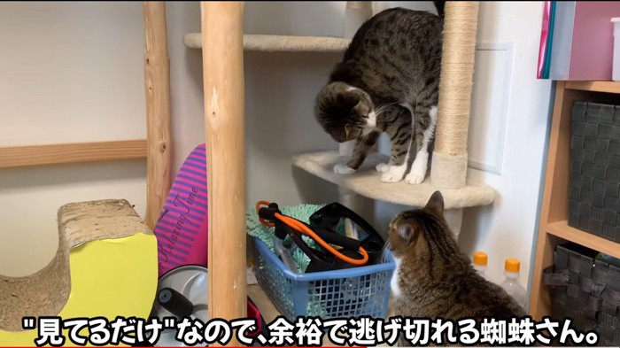 見つめる猫