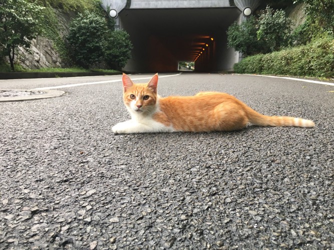 寝そべる野良猫