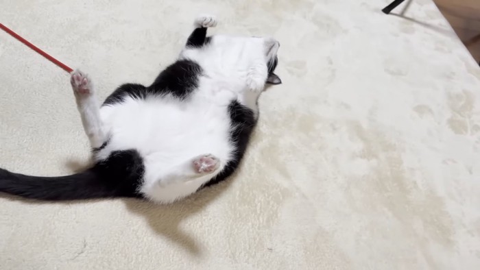 真上を向いて仰向けになる猫